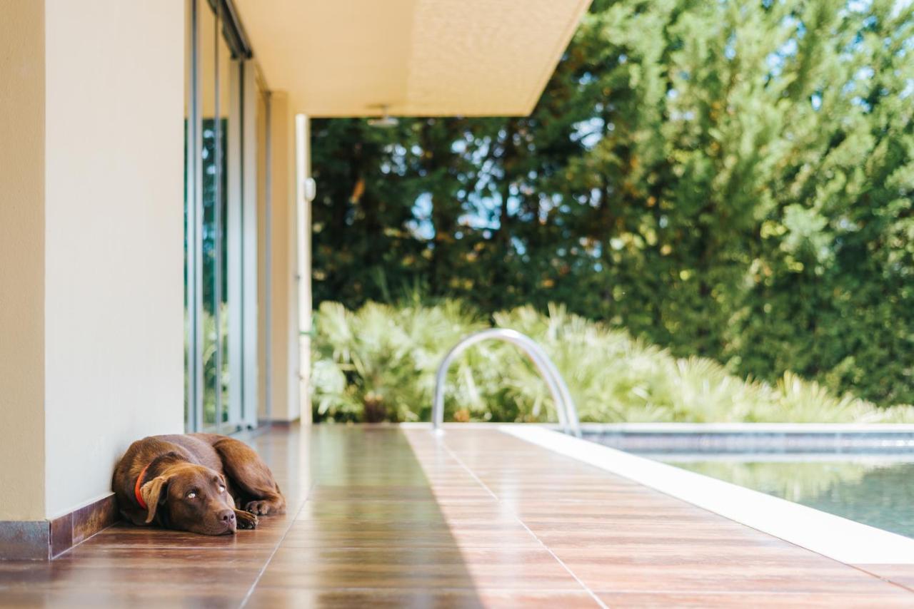 Ap Lago Montargil - Conference & Spa المظهر الخارجي الصورة The photo shows a brown dog lying on a tiled patio beside a swimming pool. The patio is partially shaded by a modern building, and there are green trees visible in the background, indicating a pleasant outdoor setting. The dog appears relaxed and is 